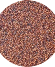 ragi grains