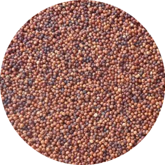 ragi grains